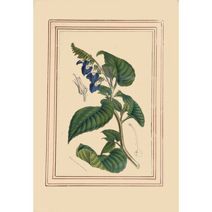 BOTANICAL OFFSET LITHOGRAPH HORTO VAN HOUTTEANO