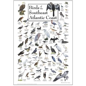 BIRDS OF THE SOUTHEAST ATLANTIC COAST POSTER