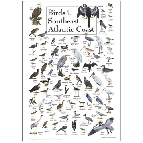 BIRDS OF THE SOUTHEAST ATLANTIC COAST POSTER BIRDS OF THE SOUTHEAST ATLANTIC COAST POSTER
