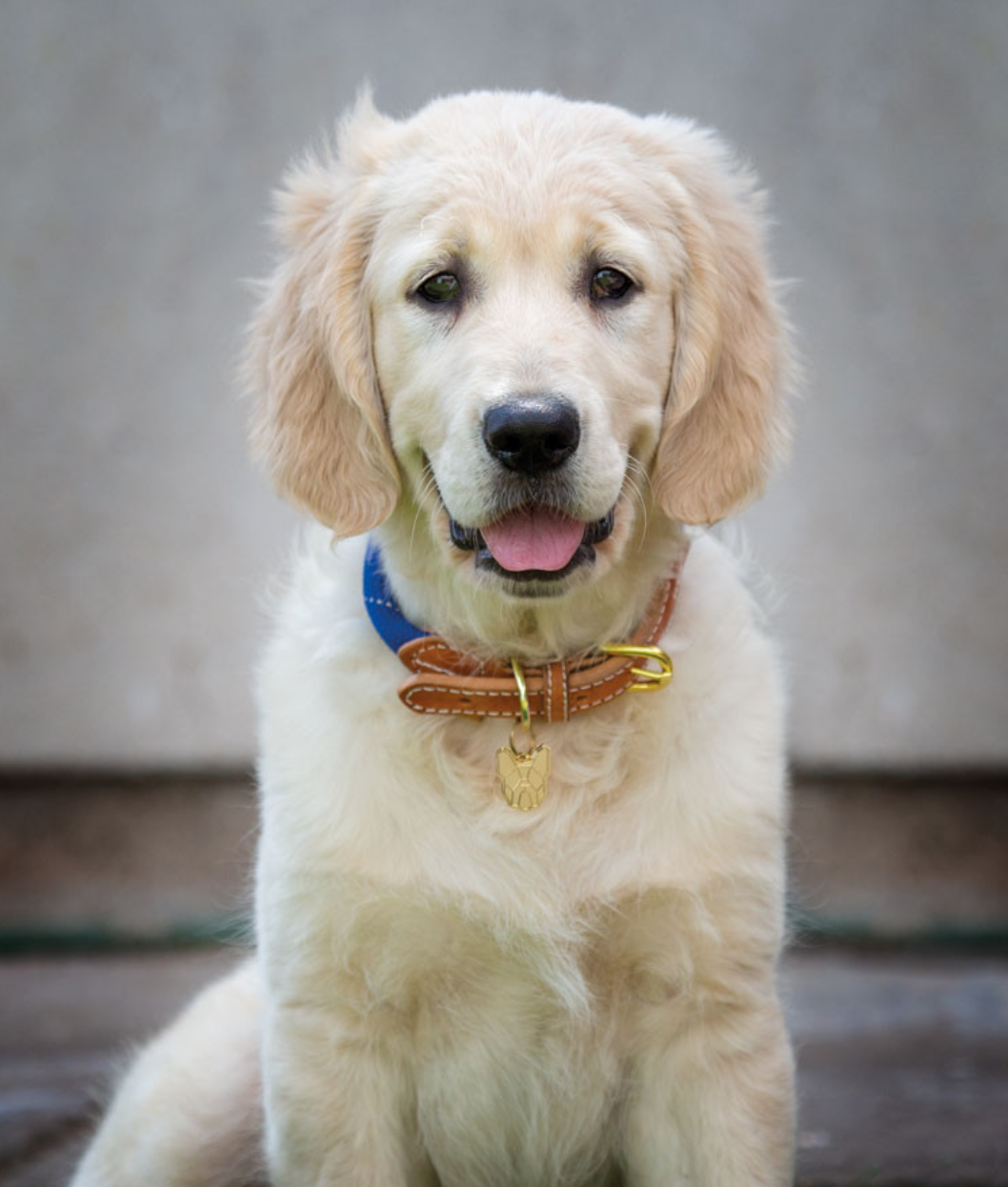 digby and fox collar