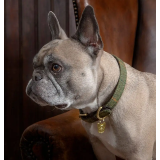 tweed dog harness and lead