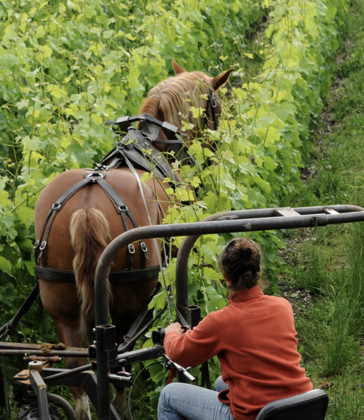 Bordeaux Blanc Château Pape Clement Blanc, Pessac-Léognan, FR, 2018 (Bernard Magrez)