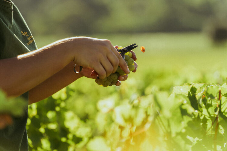 Last Chance Château La Mission Haut Brion, Pessac-Léognan, FR, 2009 (Jean-Phillipe Delmas & Florence Forgas)