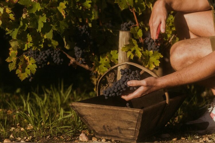 Last Chance Château La Mission Haut Brion, Pessac-Léognan, FR, 2009 (Jean-Phillipe Delmas & Florence Forgas)