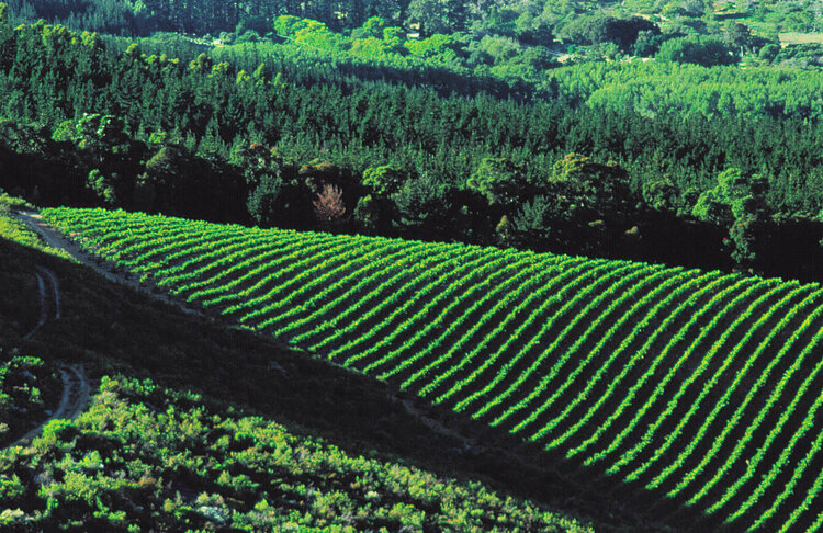 Other Whites White "Field Blend", Stark-Condé, Stellenbosch, ZA, 2023