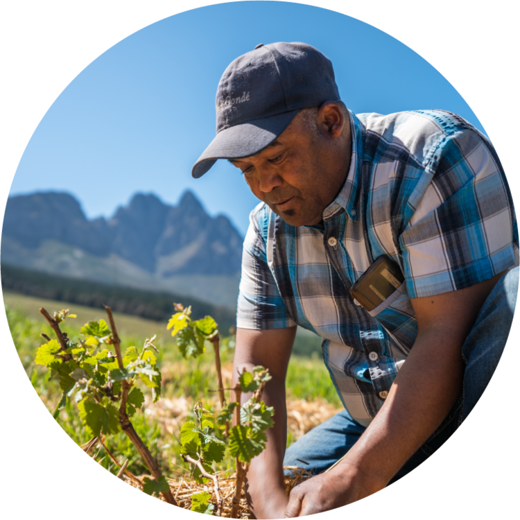 Other Whites White "Field Blend", Stark-Condé, Stellenbosch, ZA, 2023