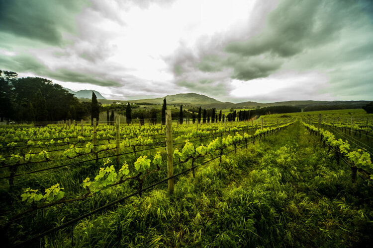 Chardonnay Chardonnay, Hamilton Russell Vineyards, Hemel-En-Aarde Valley, ZA, 2022