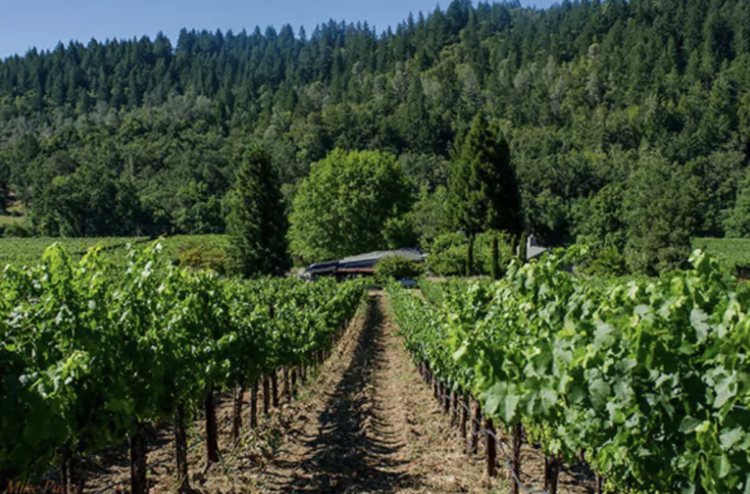 Chardonnay Chardonnay “304”, Neyers Vineyards, Sonoma County, CA, 2023