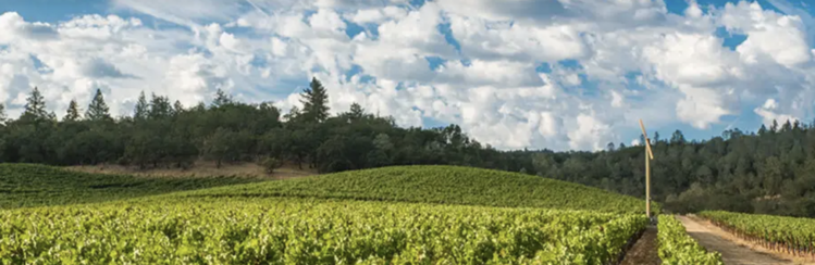 Chardonnay Chardonnay “304”, Neyers Vineyards, Sonoma County, CA, 2023