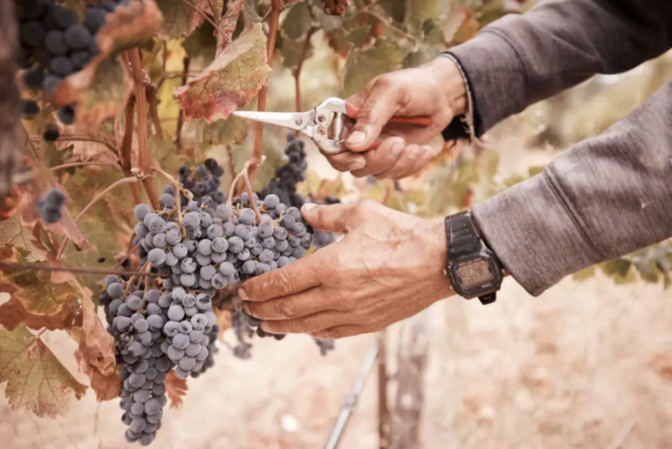 Chardonnay Chardonnay “304”, Neyers Vineyards, Sonoma County, CA, 2023