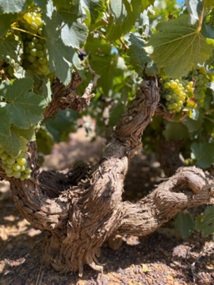Chenin Blanc Chenin Blanc "Barrel Fermented", Safriel House, Paarl, ZA, 2021
