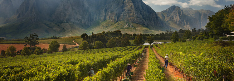 Chenin Blanc Chenin Blanc "Barrel Fermented", Safriel House, Paarl, ZA, 2021