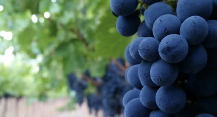 Zinfandel Zinfandel "Estate Reserve", Canard Vineyards, Napa Valley, CA 2019