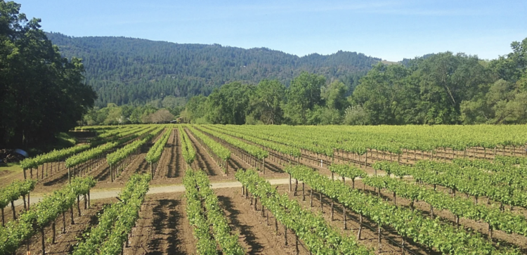 Zinfandel Zinfandel "Estate Reserve", Canard Vineyards, Napa Valley, CA 2019