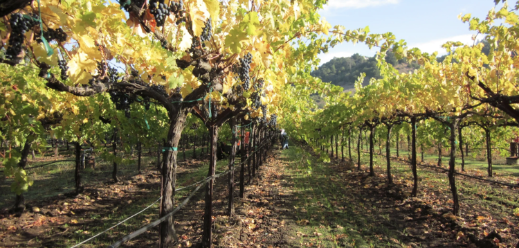 Zinfandel Zinfandel "Estate Reserve", Canard Vineyards, Napa Valley, CA 2019