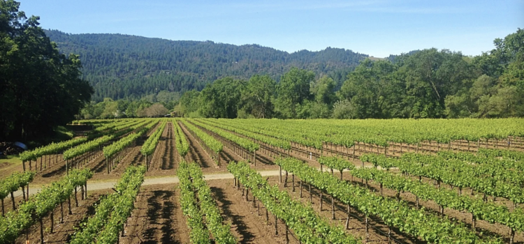 Zinfandel Zinfandel "Estate Reserve", Canard Vineyards, Napa Valley, CA 2019