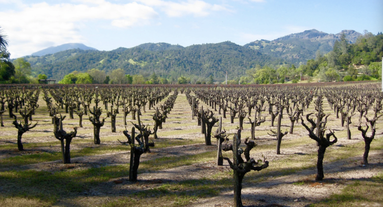 Zinfandel Zinfandel "Estate Reserve", Canard Vineyards, Napa Valley, CA 2019