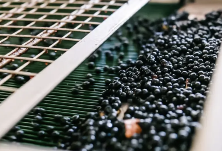 Zinfandel Zinfandel, Rombauer Vineyards, Napa Valley, CA, 2022