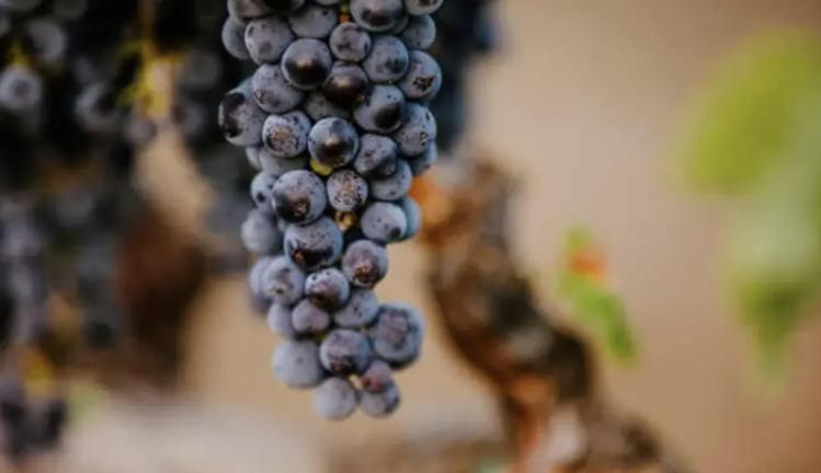 Zinfandel Zinfandel, Rombauer Vineyards, Napa Valley, CA, 2022