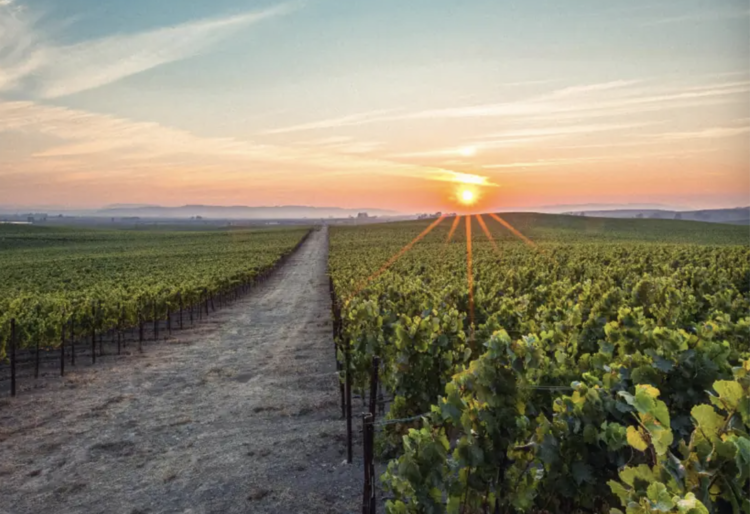 Zinfandel Zinfandel, Rombauer Vineyards, Napa Valley, CA, 2022
