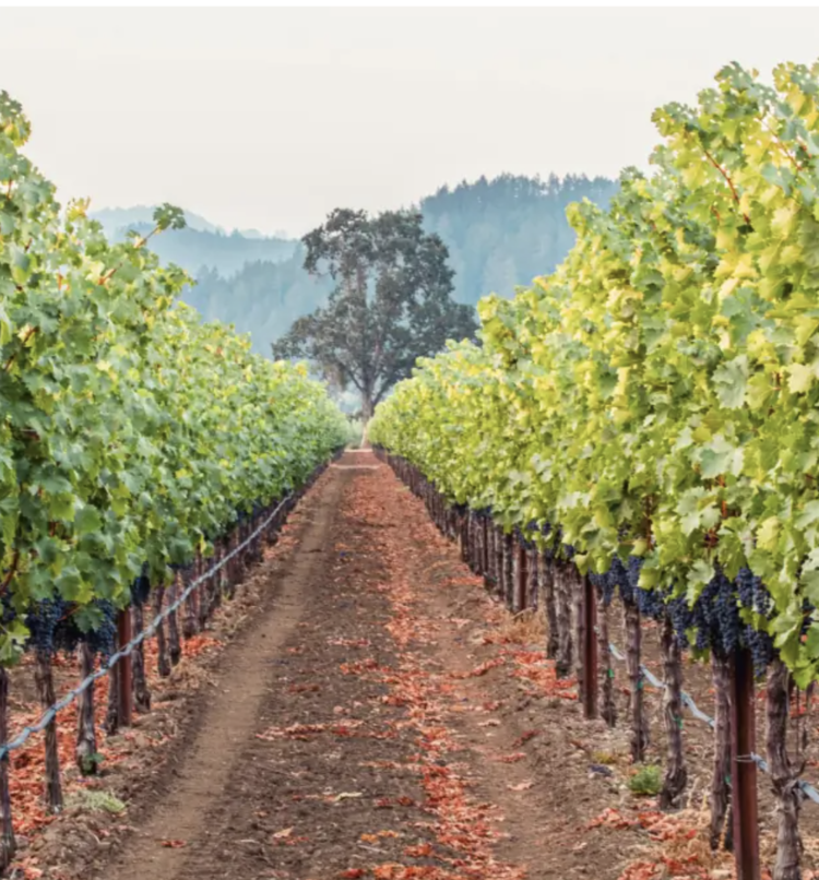 Zinfandel Zinfandel, Rombauer Vineyards, Napa Valley, CA, 2022