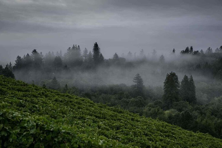 Zinfandel Zinfandel “Giuseppe & Luisa”, Martinelli Winery, Russian River Valley, CA, 2023