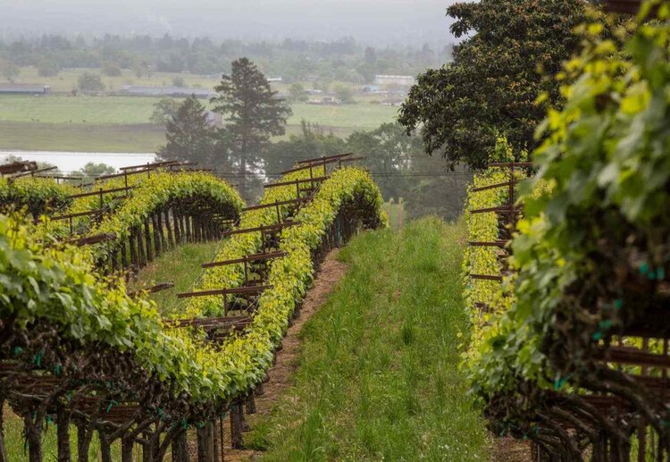 Zinfandel 3Zinfandel “Giuseppe & Luisa”, Martinelli Winery, Russian River Valley, CA, 2023