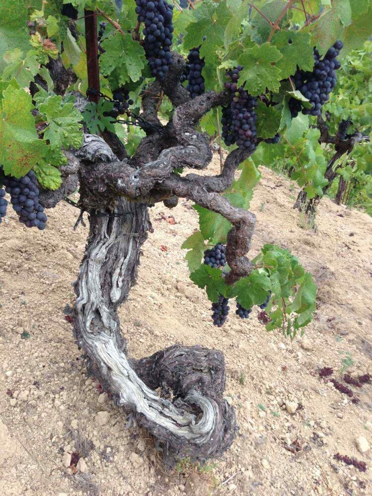 Zinfandel Zinfandel “Giuseppe & Luisa”, Martinelli Winery, Russian River Valley, CA, 2023