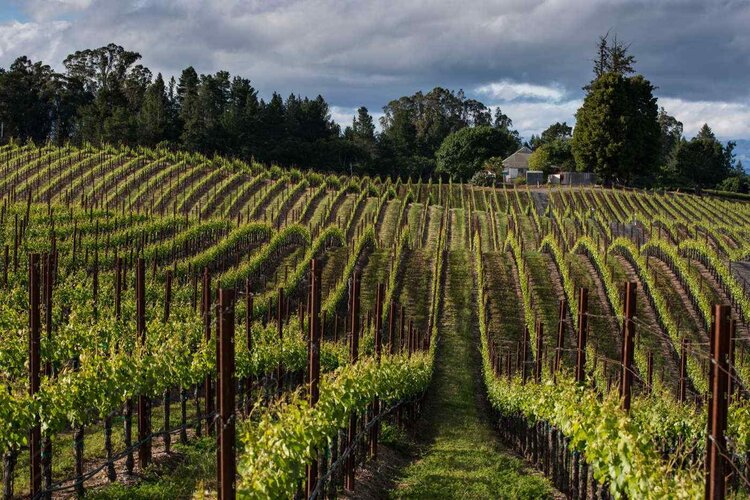 Zinfandel 3Zinfandel “Giuseppe & Luisa”, Martinelli Winery, Russian River Valley, CA, 2023