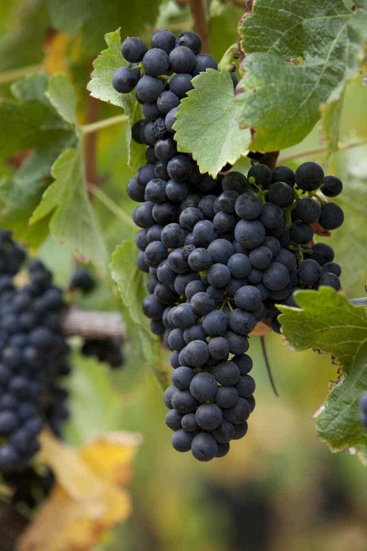 Zinfandel 3Zinfandel “Giuseppe & Luisa”, Martinelli Winery, Russian River Valley, CA, 2023