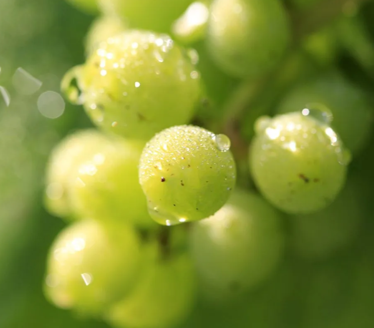 Champagne Champagne “Mosaique Brut”, Jacquart, Reims, FR, NV (Est. 1964)