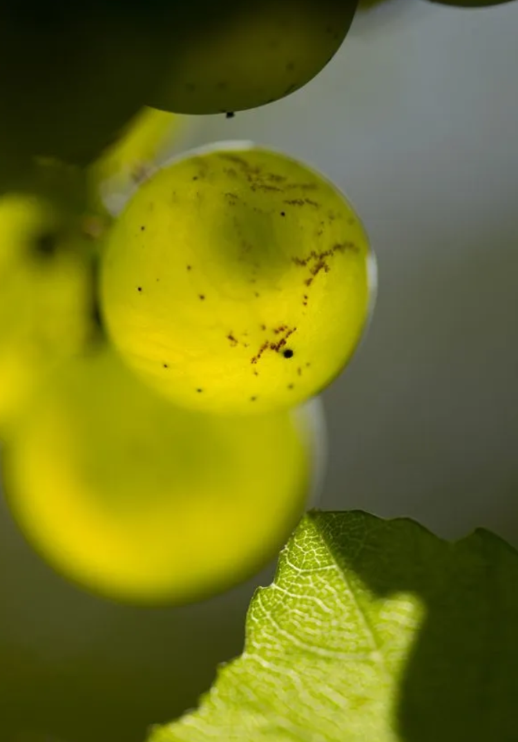 Last Chance Champagne Rosé, "Mosaique Rosé" Jacquart, FR, NV