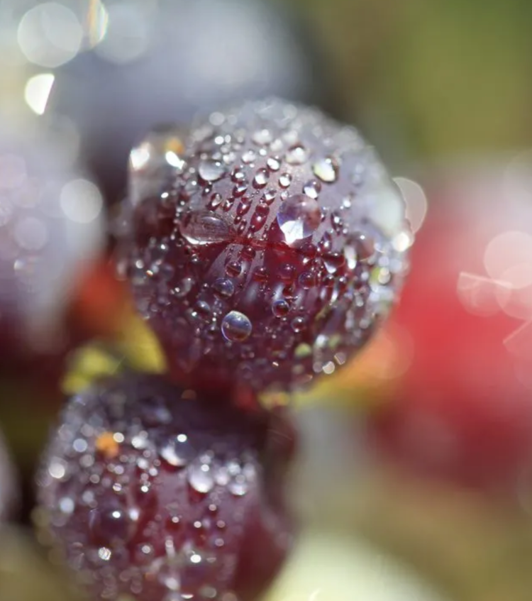 Last Chance Champagne Rosé, "Mosaique Rosé" Jacquart, FR, NV