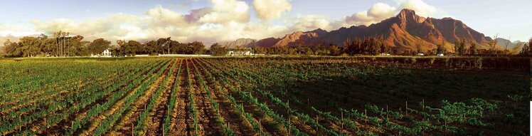 Rosè Rosé, "Pinotage Rosé" Safriel House, Coastal Region, ZA