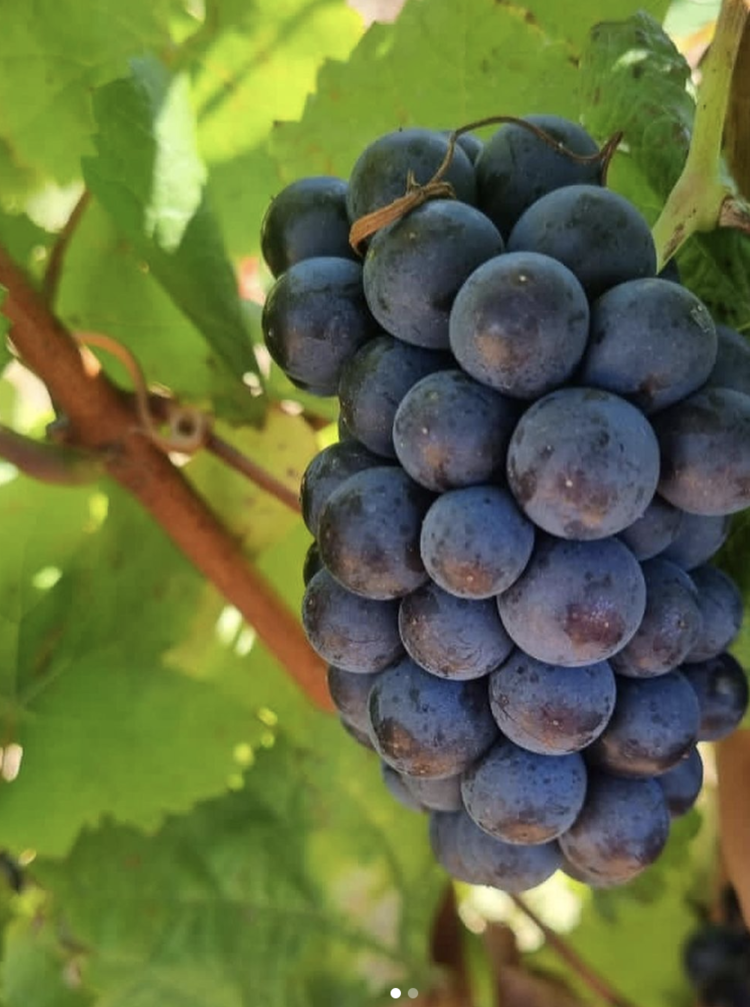 Pinot Noir Pinot Noir "Kara-Tara" Stark-Condé, Western Cape, ZA, 2023