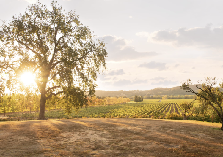 Merlot Merlot “Estate”, Alexander Valley Vineyards, CA, 2022 (Wetzel family & Kevin Hall)