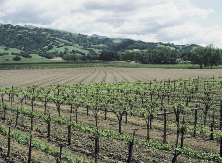 Merlot Merlot “Estate”, Alexander Valley Vineyards, CA, 2022 (Wetzel family & Kevin Hall)