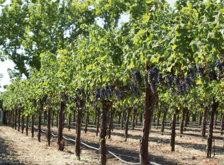 Cabernet Sauvignon Cabernet Sauvignon "Estate", Alexander Valley Vineyards, CA, 2022 (Wetzel family & Kevin Hall)