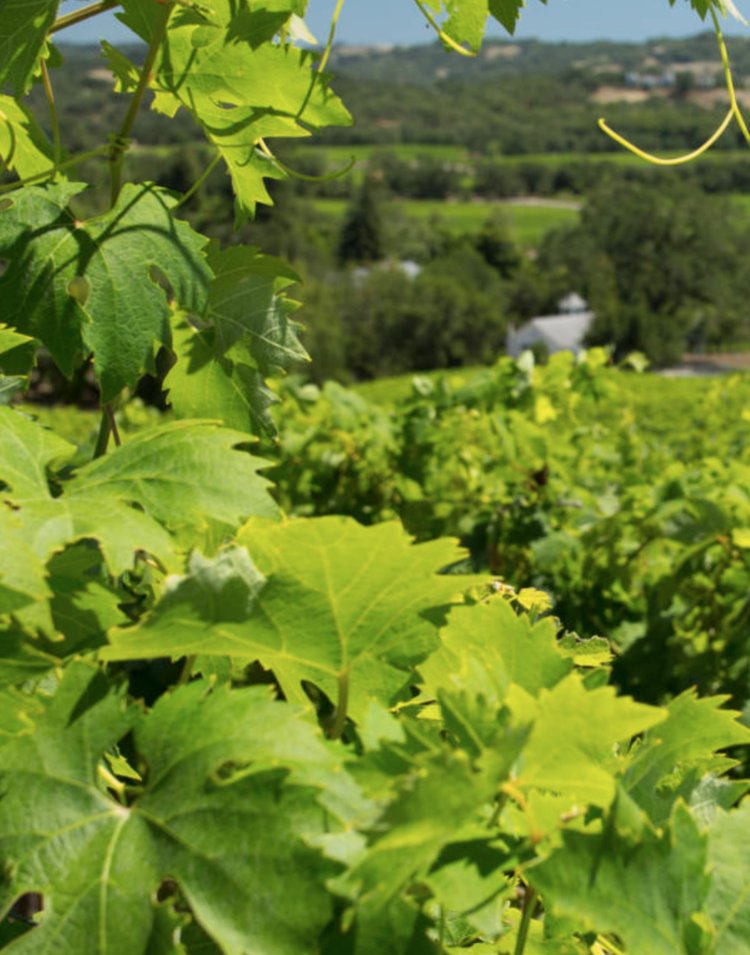 Cabernet Sauvignon Cabernet Sauvignon "Estate", Alexander Valley Vineyards, CA, 2022 (Wetzel family & Kevin Hall)