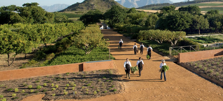 Other Whites Candide, Babylonstoren, ZA, 2024