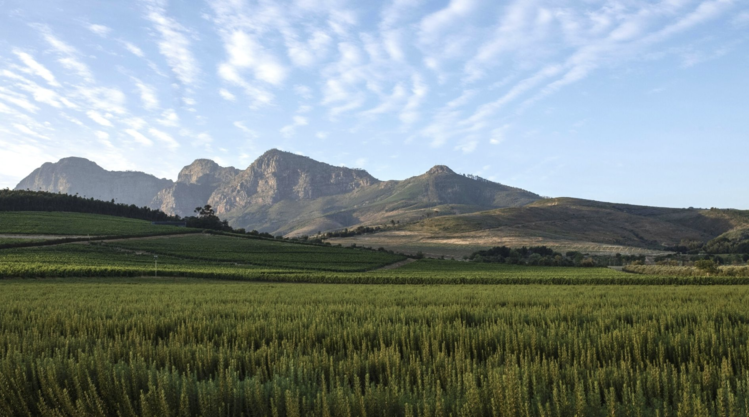 Red Blend Red Blend "Babel", Babylonstoren, Western Cape, ZA, 2023