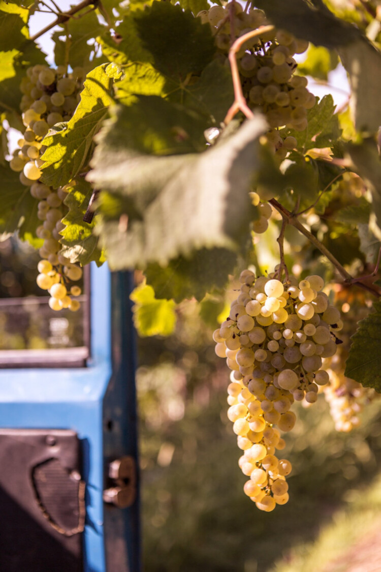 Sparkling Prosecco Brut "Jeio", Bisol, DOC, IT, NV