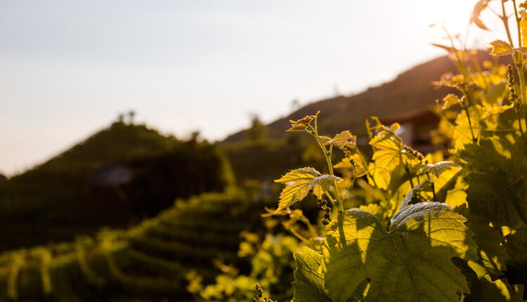 Sparkling Prosecco Brut "Jeio", Bisol, DOC, IT, NV