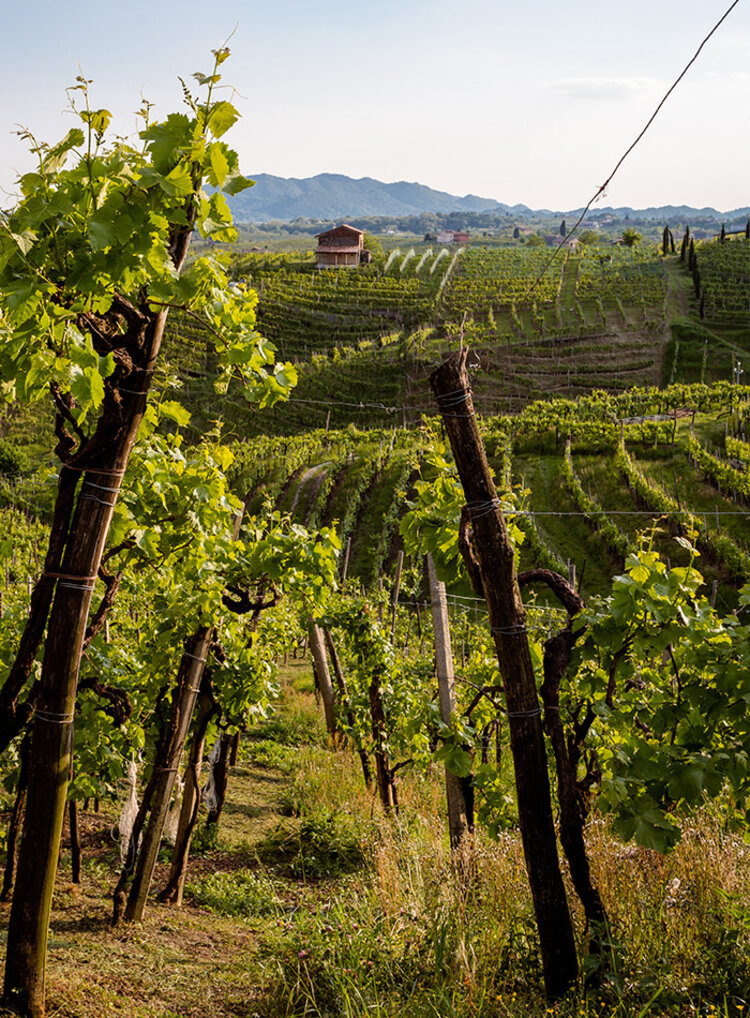 Sparkling Prosecco Brut "Jeio", Bisol, DOC, IT, NV