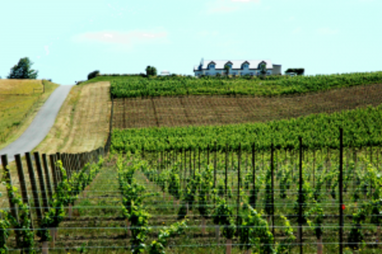 Müller Thurgau Muller Thurgau "Estate", Anne Amie, Yamhill-Carlton, OR, 2021