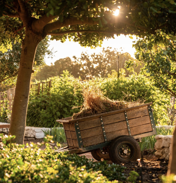 Viognier Viognier, Babylonstoren, Western Cape, ZA, 2023