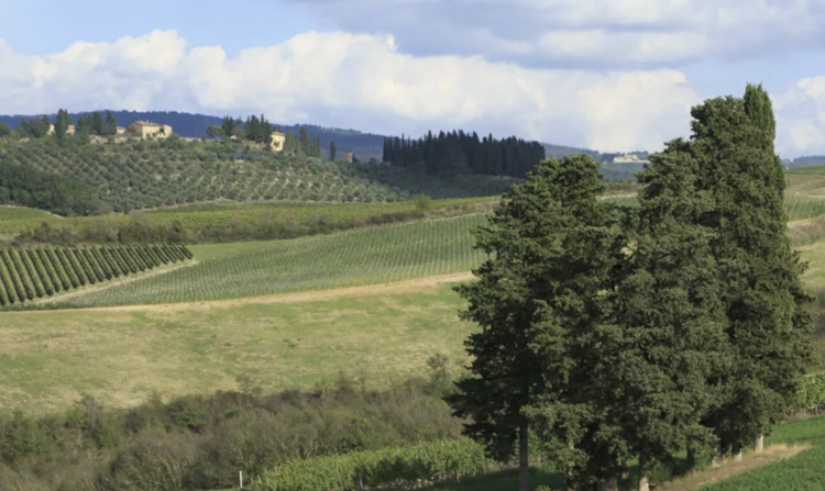 Sangiovese Chianti Classico "Riserva", Banfi, IT, 2023 (Mariani Family)