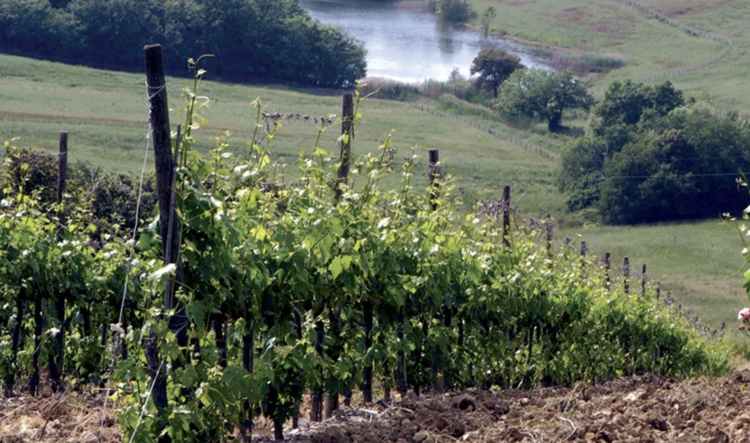 Cabernet Sauvignon Cabernet Sauvignon "Aska", Banfi, Bolgheri, IT, 2022 (Mariani Family)