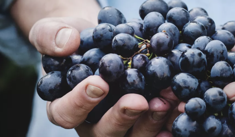 Cabernet Sauvignon Cabernet Sauvignon "Aska", Banfi, Bolgheri, IT, 2022 (Mariani Family)