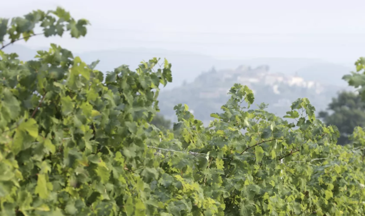 Cabernet Sauvignon Cabernet Sauvignon "Aska", Banfi, Bolgheri, IT, 2022 (Mariani Family)